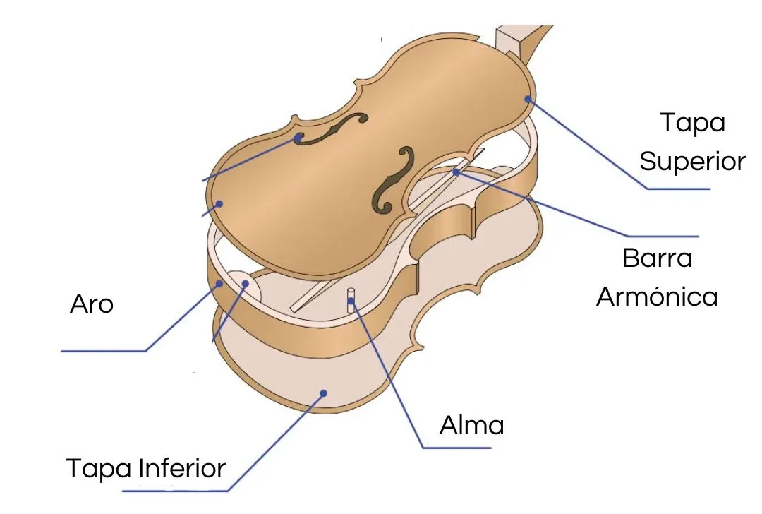 Partes de la Caja de resonancia del violín